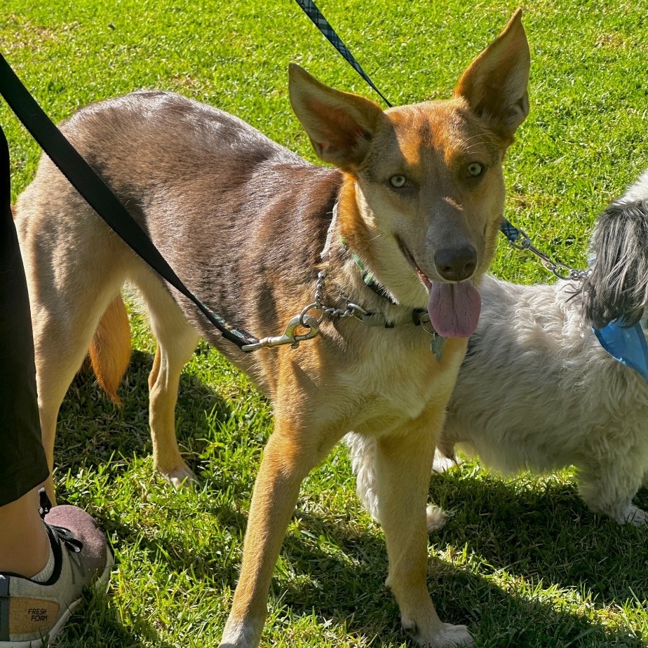 Savannah, a Adoptable mixed breed in Newport Beach, CA image 2/6