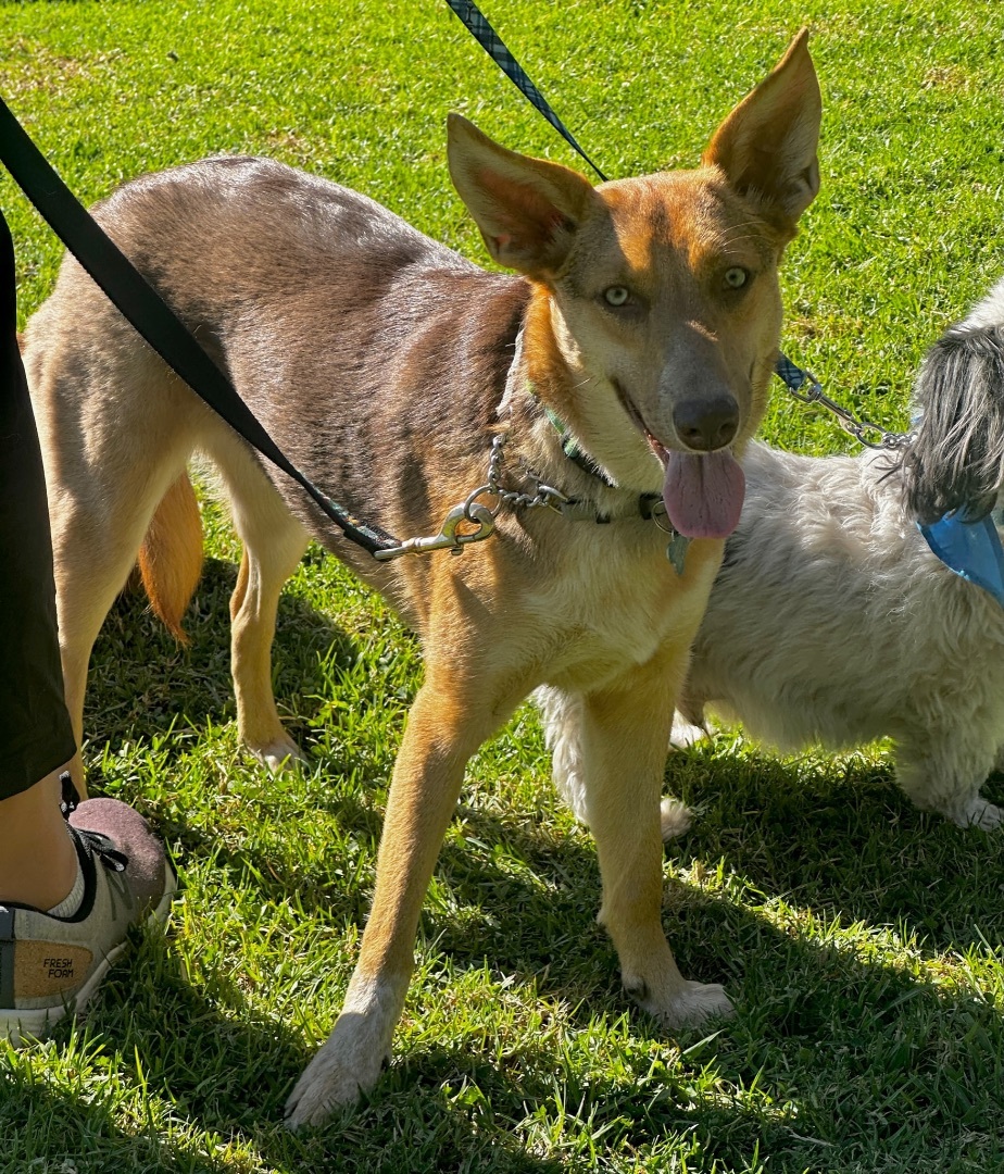 Savannah, a Adoptable mixed breed in Newport Beach, CA image 6/6