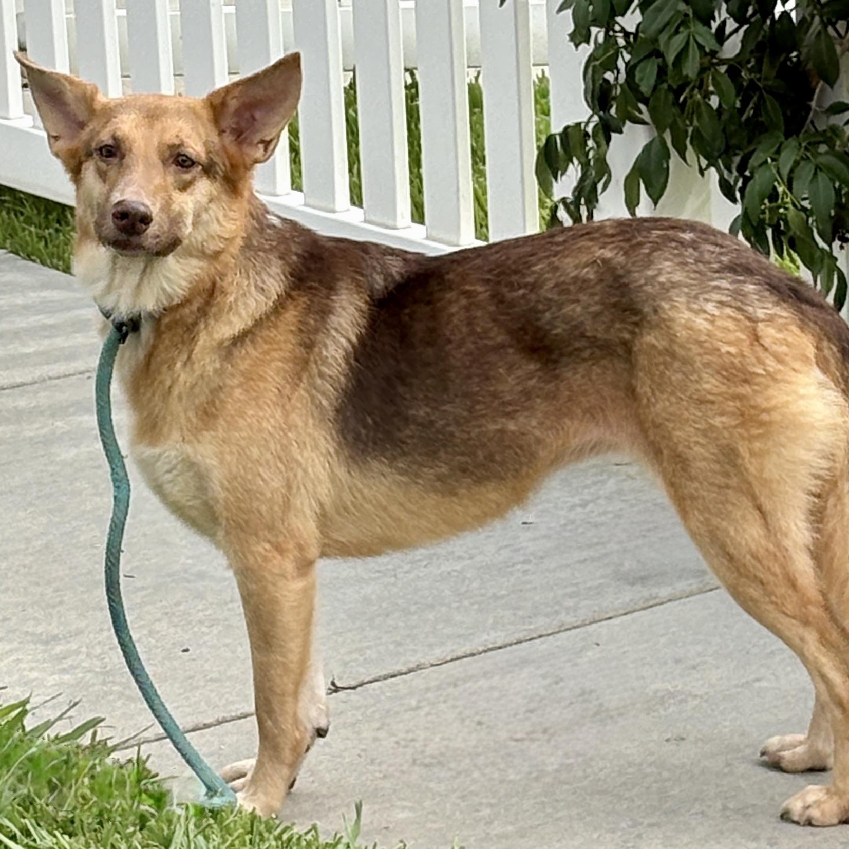 Enlarge Savannah, a Adoptable mixed breed in Newport Beach, CA image 2/6
