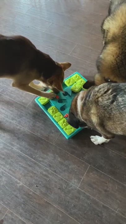 Enlarge Savannah, a Adoptable mixed breed in Newport Beach, CA video 3/6