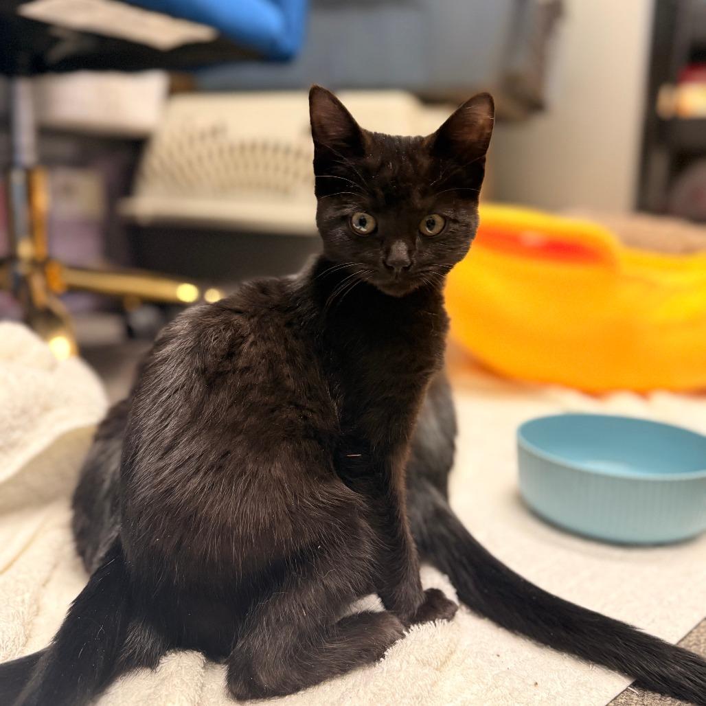 Snowboard, Adoptable, Young Male Domestic Short Hair.