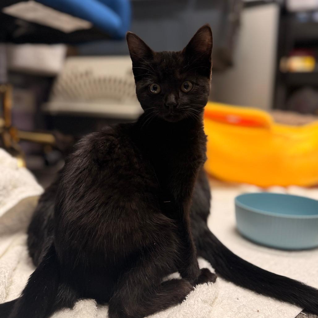 Enlarge Snowboard, a Adoptable Domestic Short Hair in Delaware, OH image 2/2