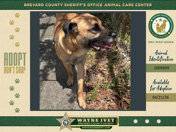 Enlarge Kona, a Adoptable mixed breed in Melbourne, FL image 1/1
