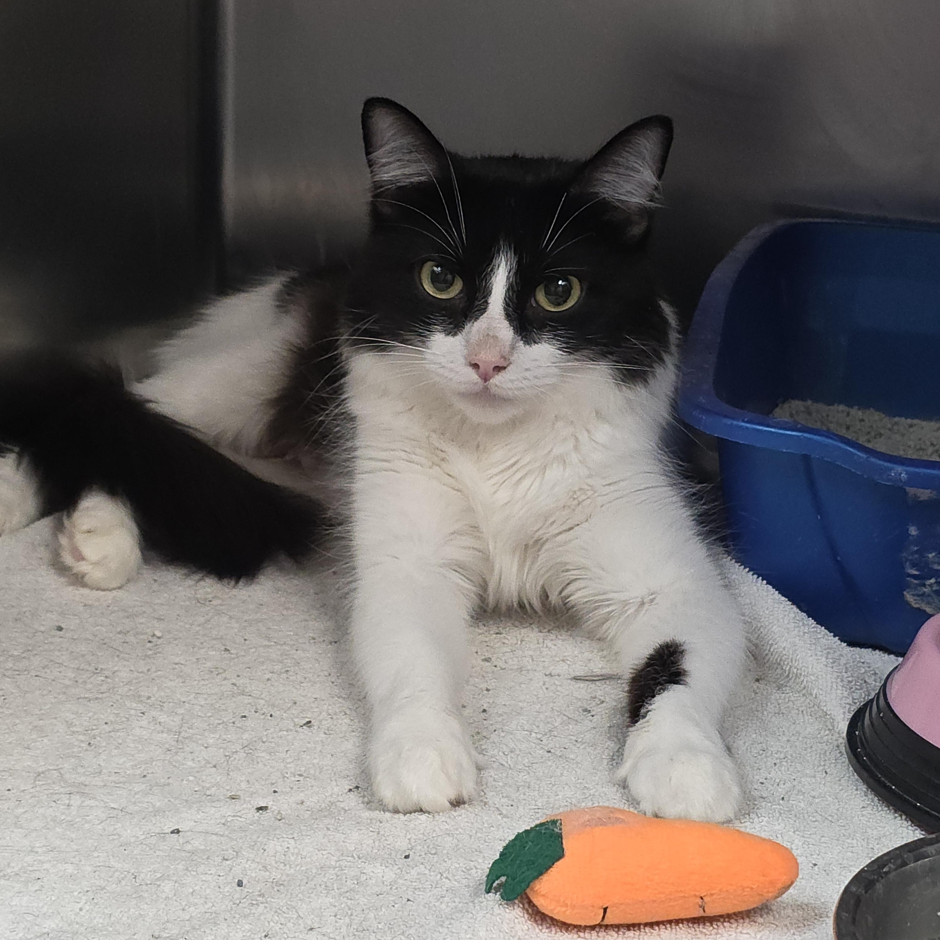 Stella, ADOPTABLE, Adult Female Domestic Long Hair.