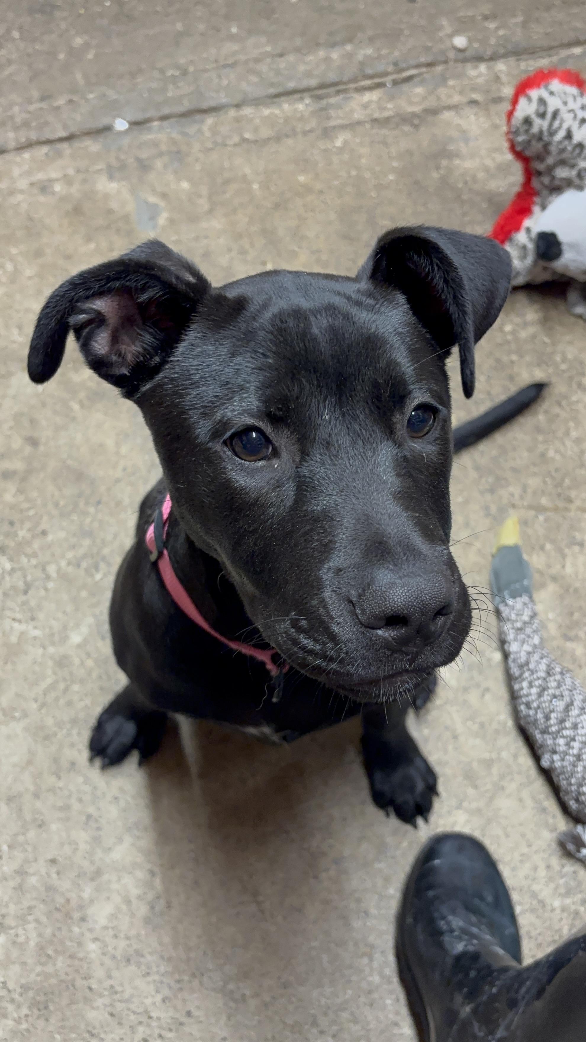 Enlarge Barley, an adoptable mixed breed in Grafton, WV image 4/6