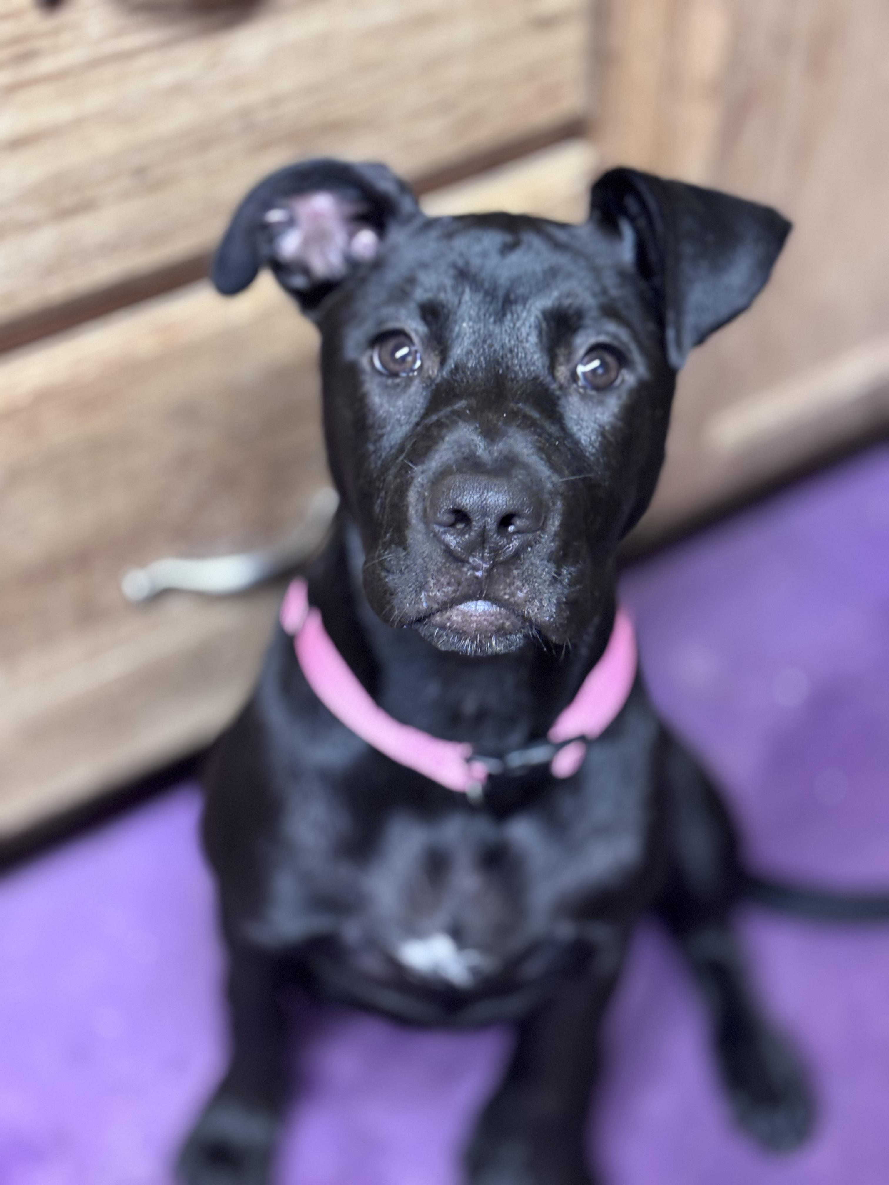 Enlarge Barley, an adoptable mixed breed in Grafton, WV image 3/6