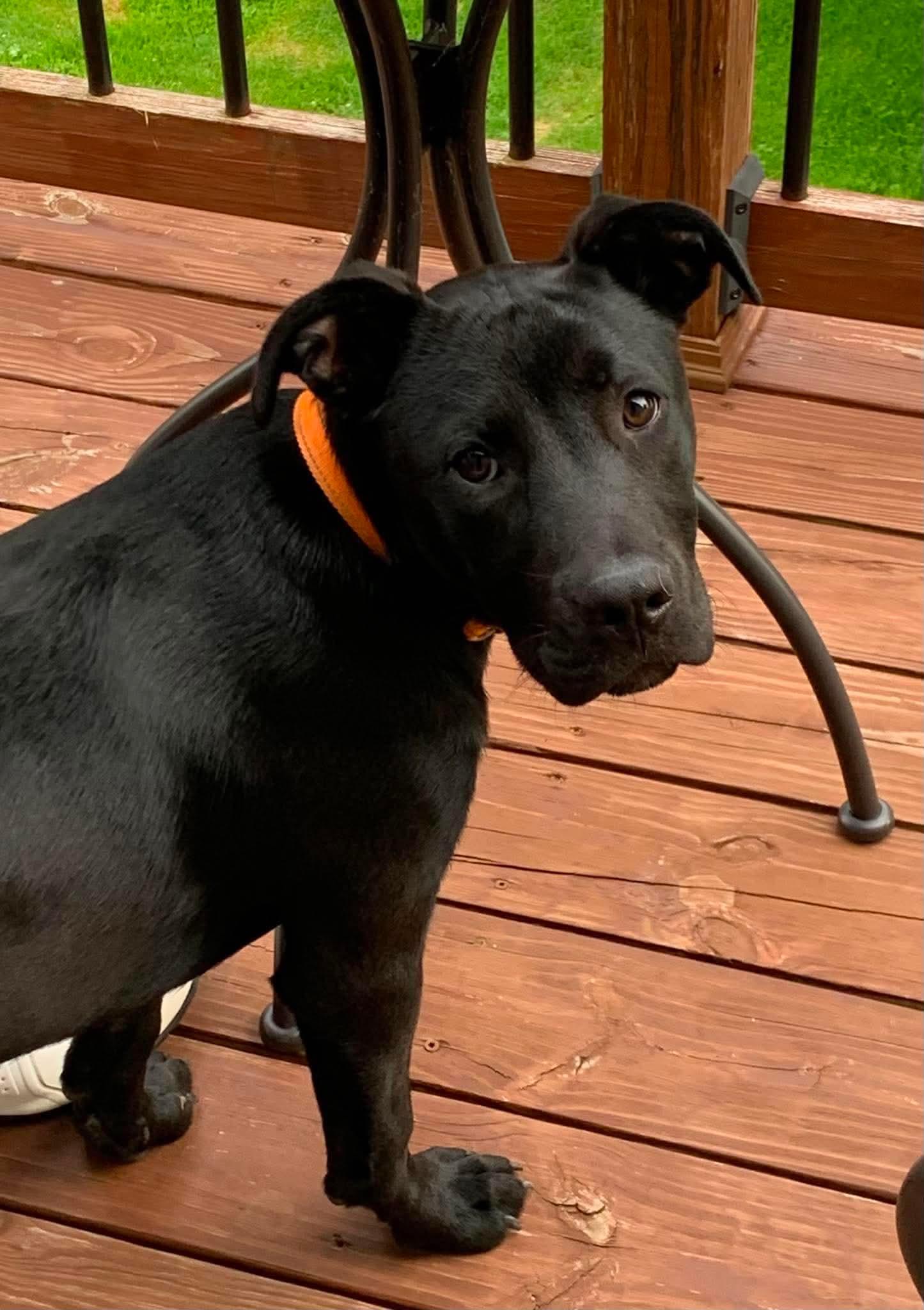 Enlarge Barley, an adoptable mixed breed in Grafton, WV image 2/6