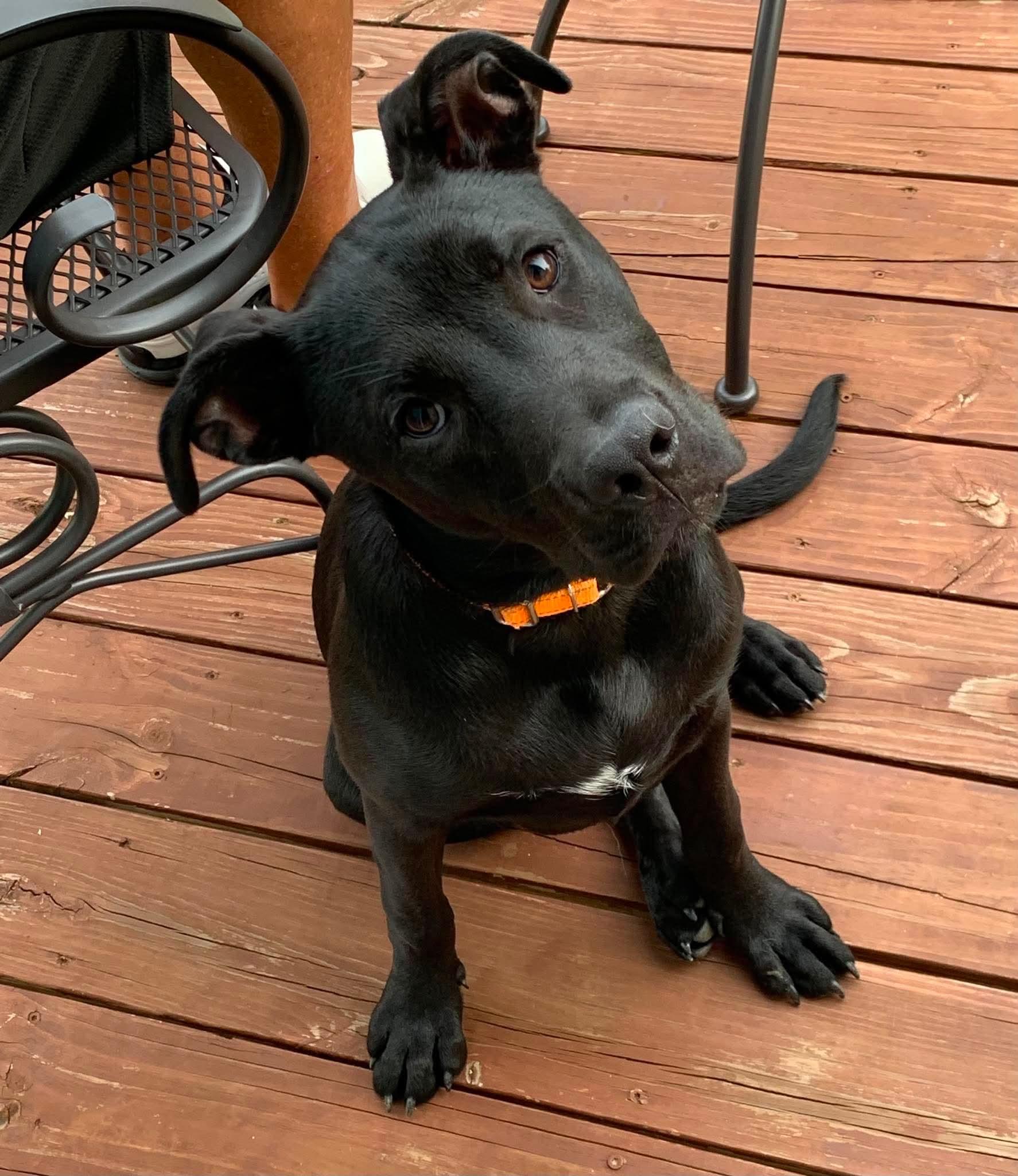 Barley, adoptable, Young Female Pit Bull Terrier & Black Labrador Retriever.
