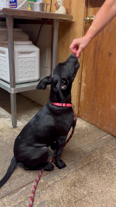 Enlarge Barley, an adoptable mixed breed in Grafton, WV video 5/6