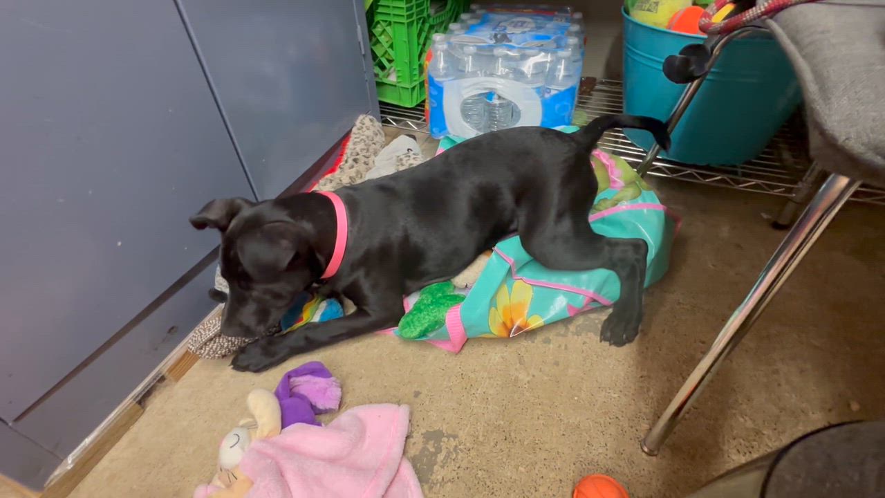 Enlarge Barley, an adoptable mixed breed in Grafton, WV video 6/6