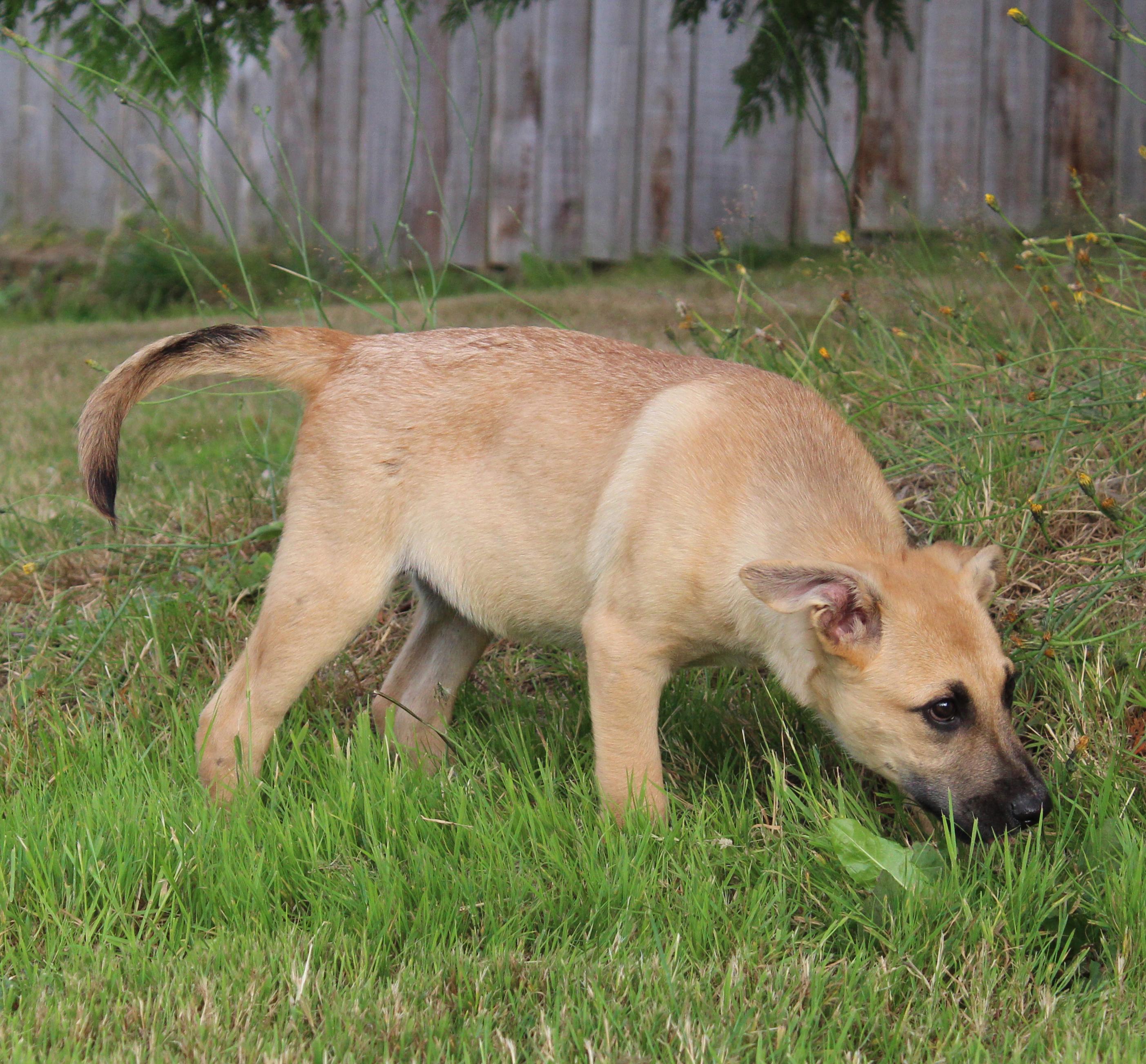 Berkeley (Cali litter), a Adoptable mixed breed in Silvana, WA image 4/6