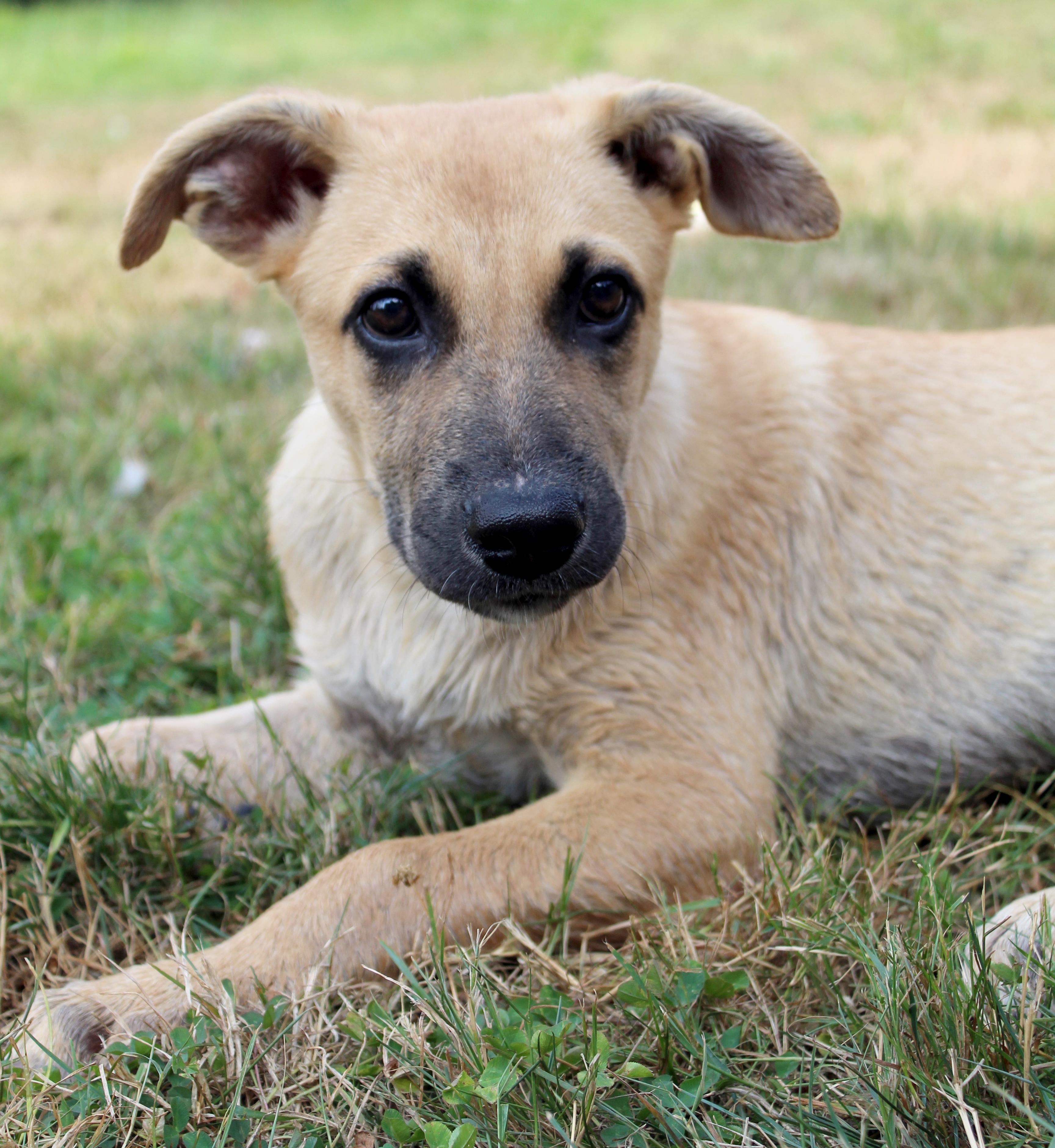 Berkeley (Cali litter), a Adoptable mixed breed in Silvana, WA image 1/6