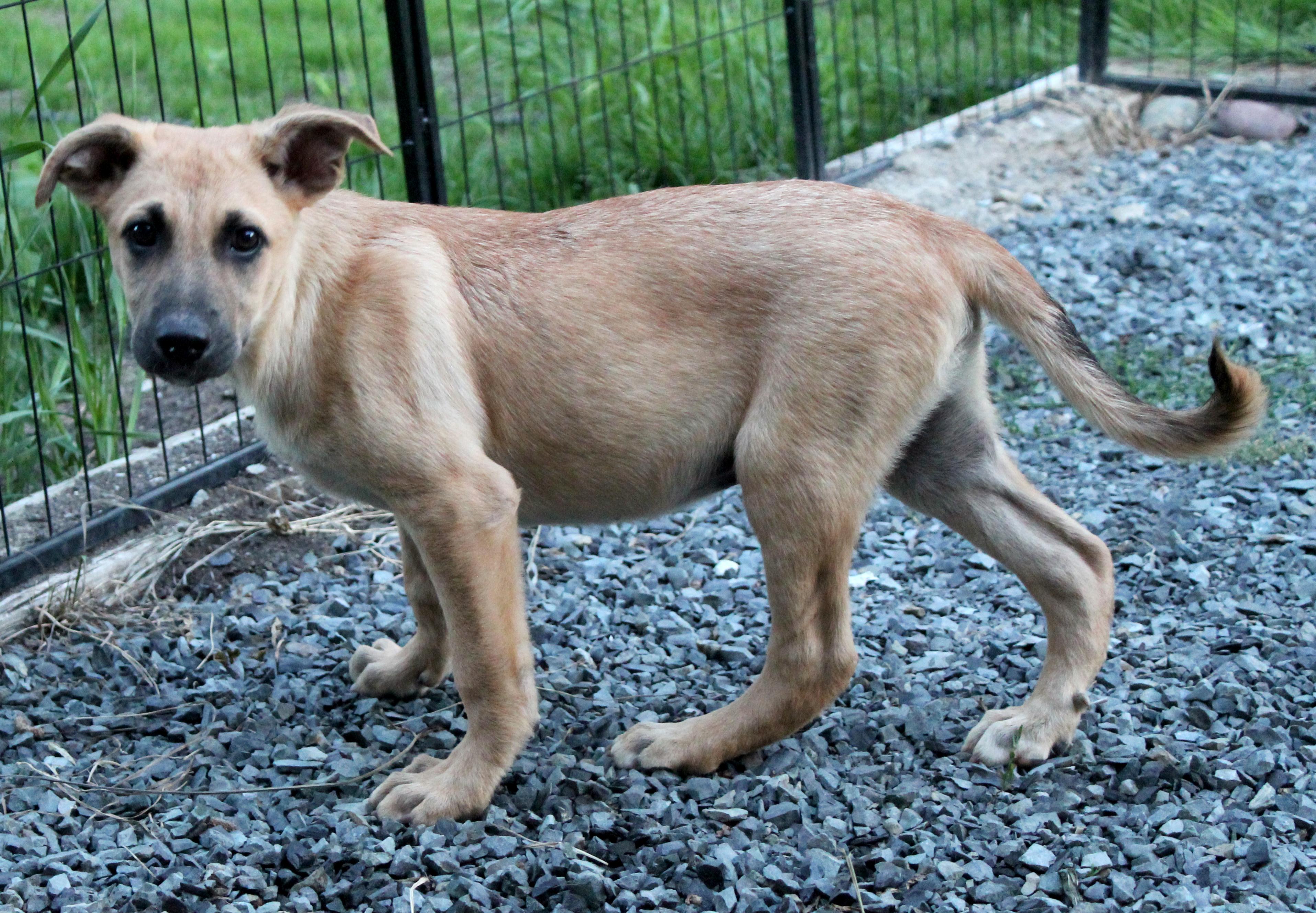 Berkeley (Cali litter), a Adoptable mixed breed in Silvana, WA image 3/6