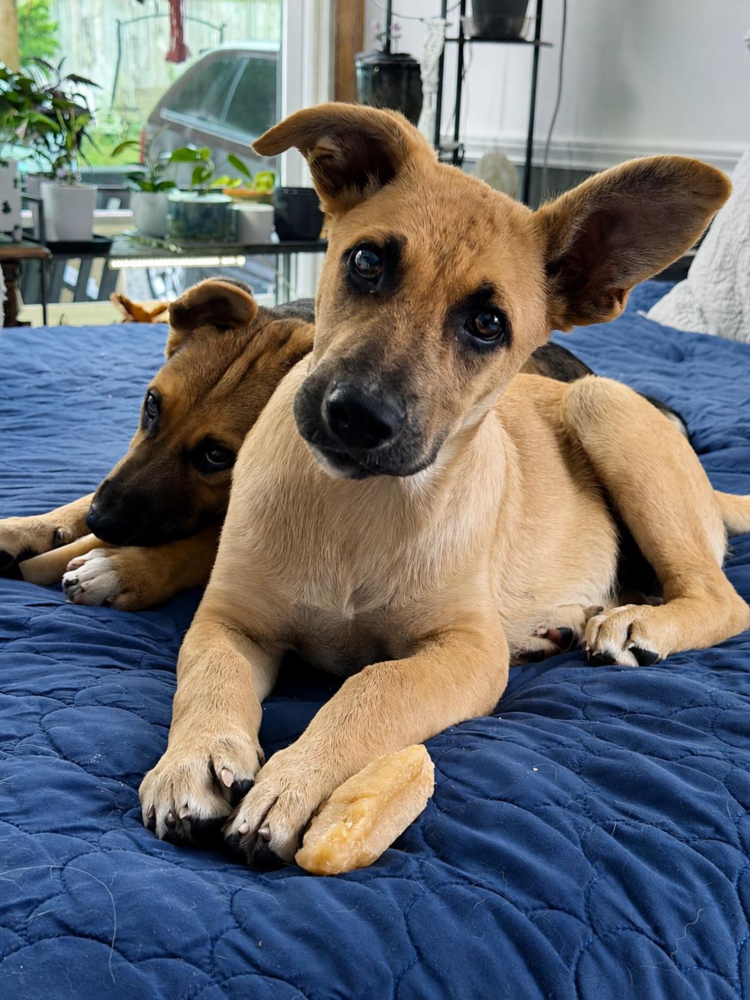 Berkeley (Cali litter), Adoptable, Puppy Male German Shepherd Dog & Great Pyrenees.