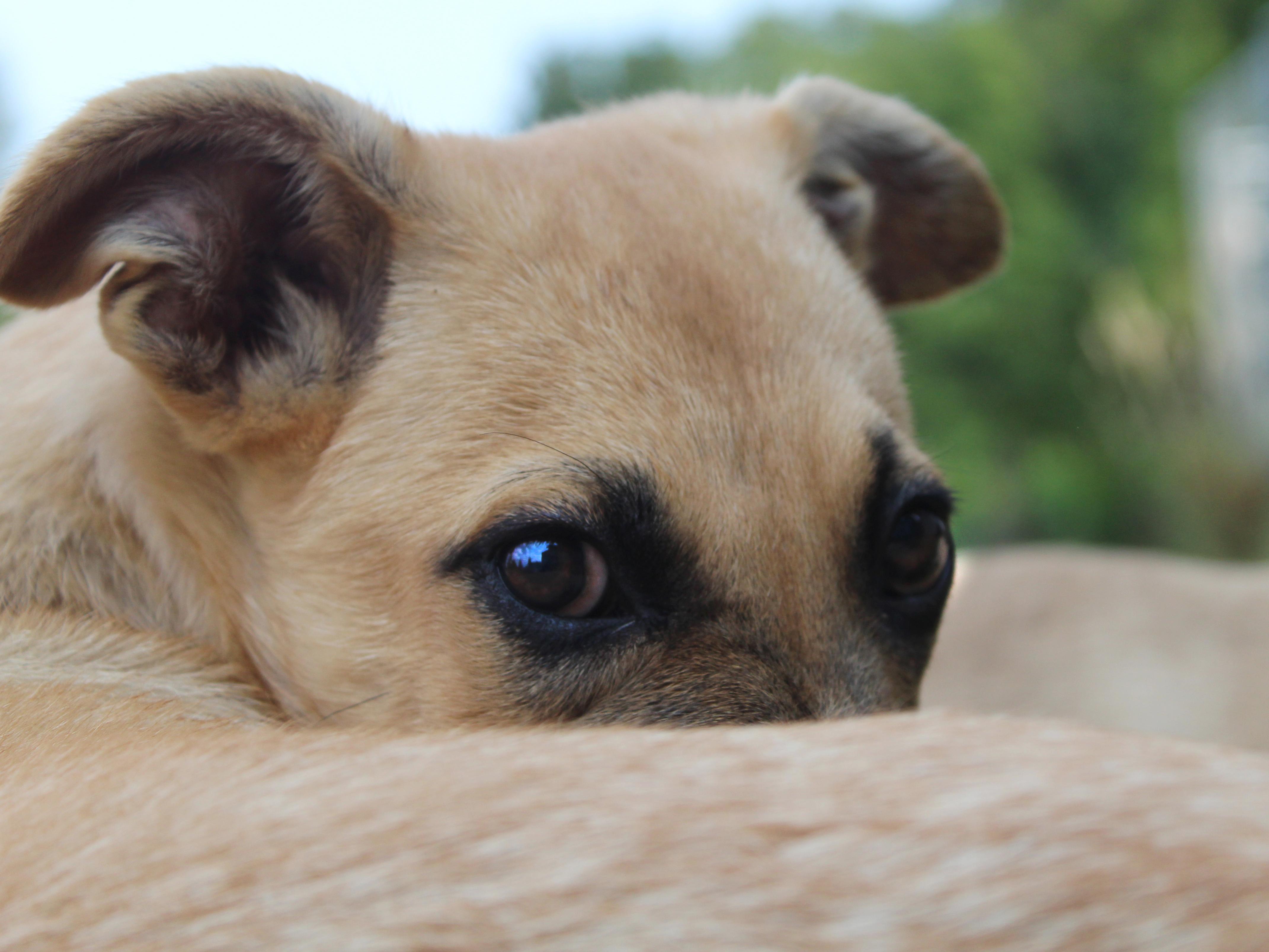 Berkeley (Cali litter), a Adoptable mixed breed in Silvana, WA image 2/6