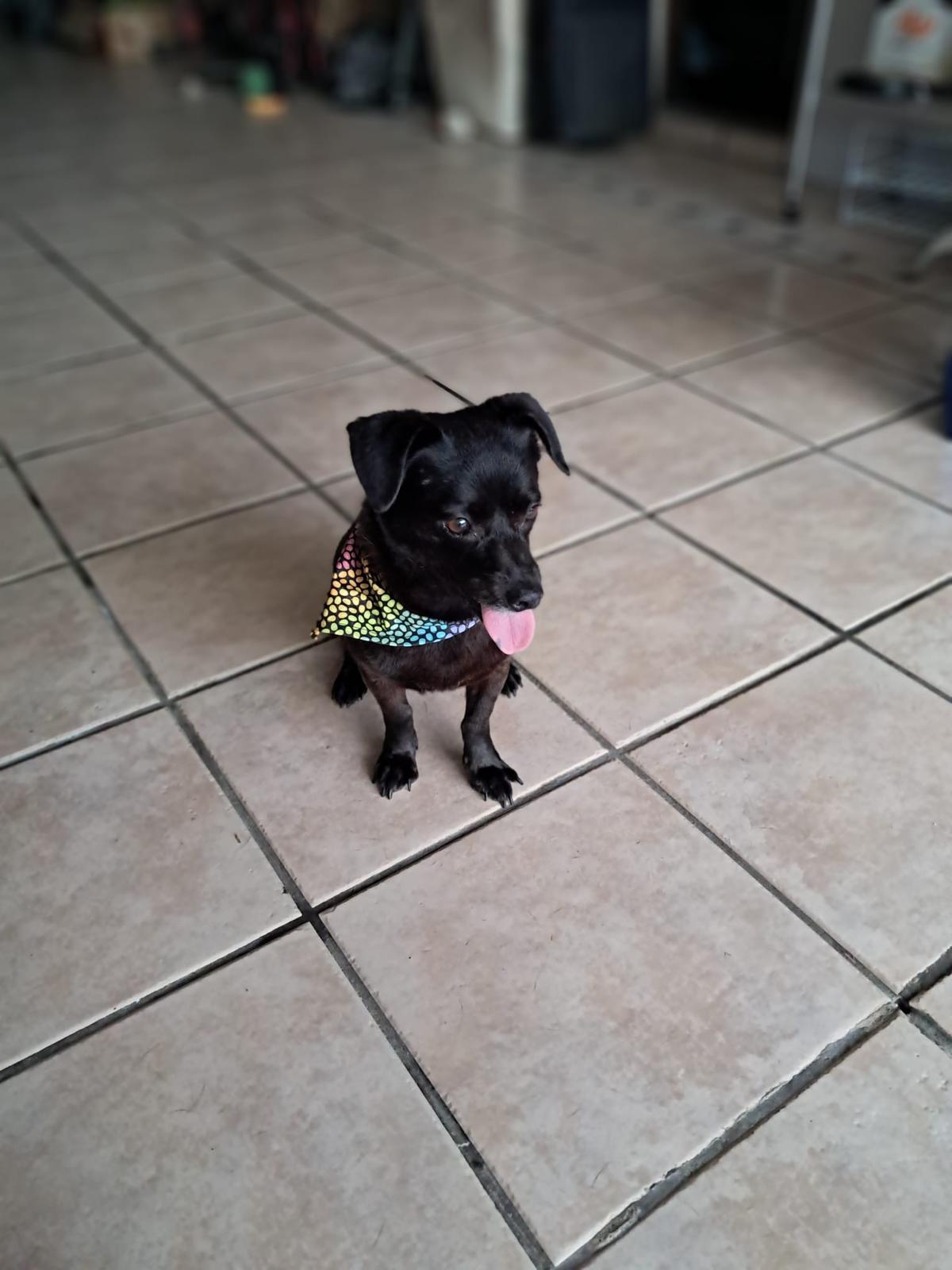 Maya, an adopted mixed breed in Albion, NY image 1/3