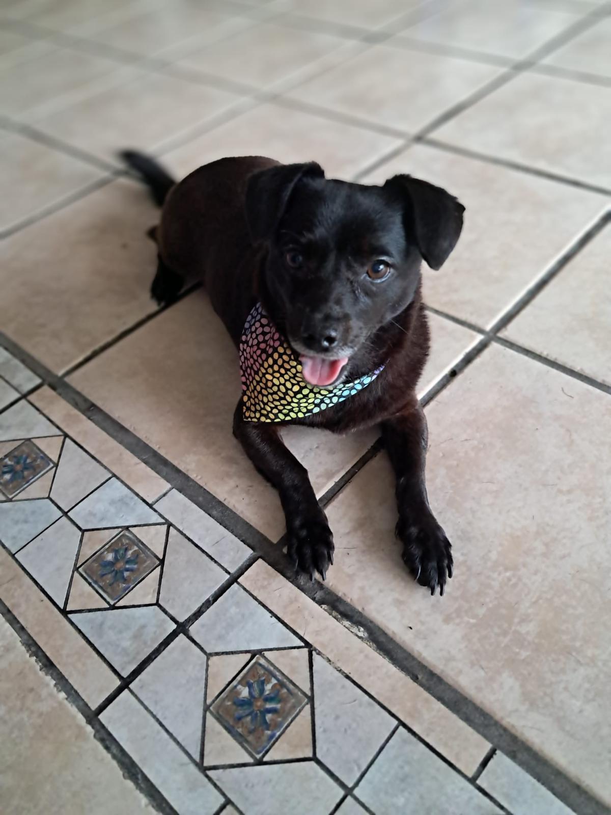 Maya, an adopted mixed breed in Albion, NY image 2/3