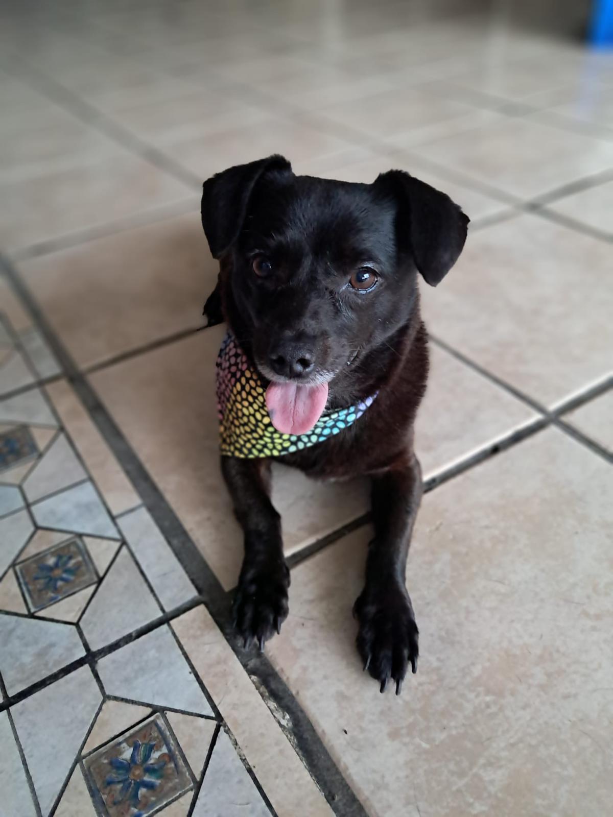 Maya, an adopted mixed breed in Albion, NY image 3/3