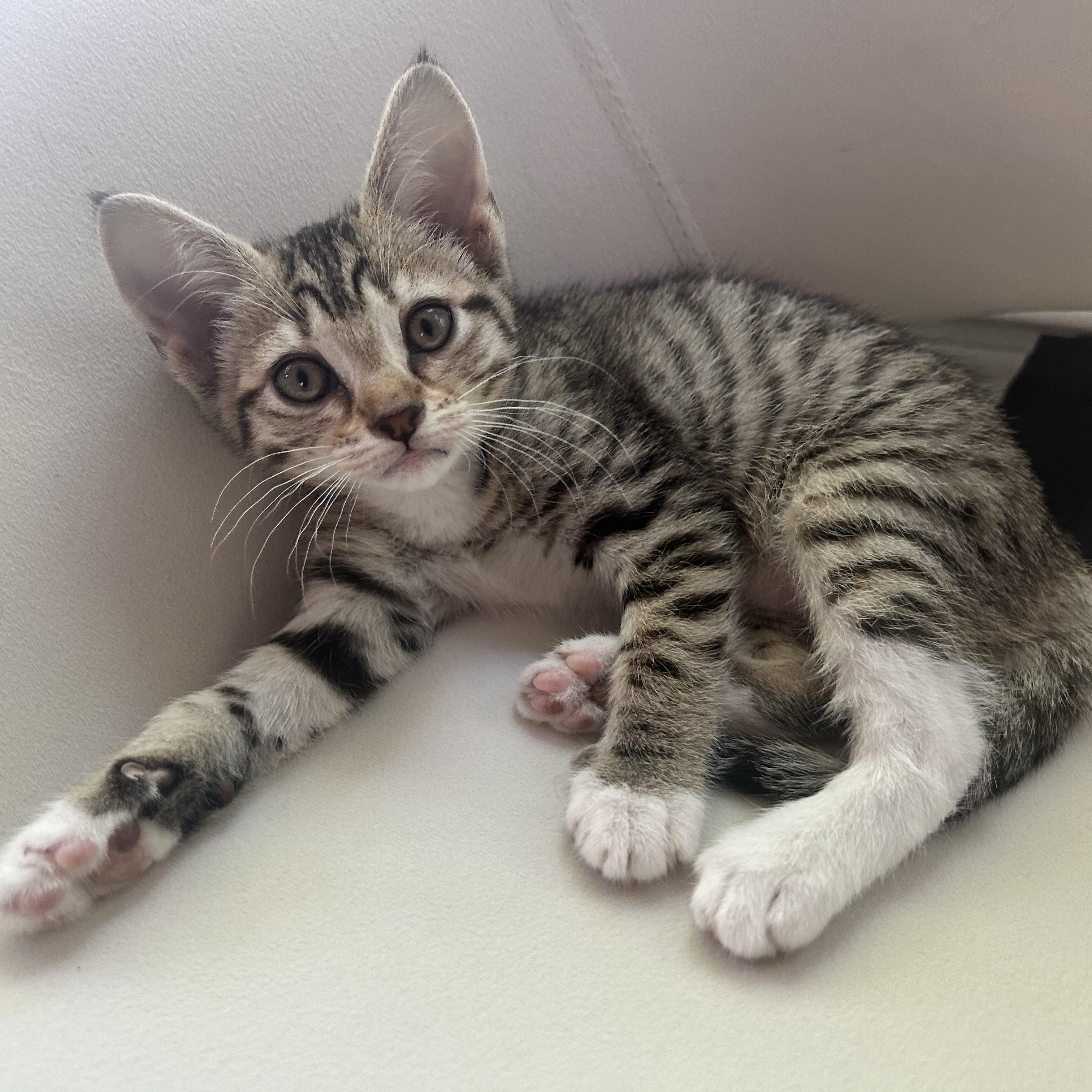 Fern, ADOPTABLE, Kitten Female American Shorthair.