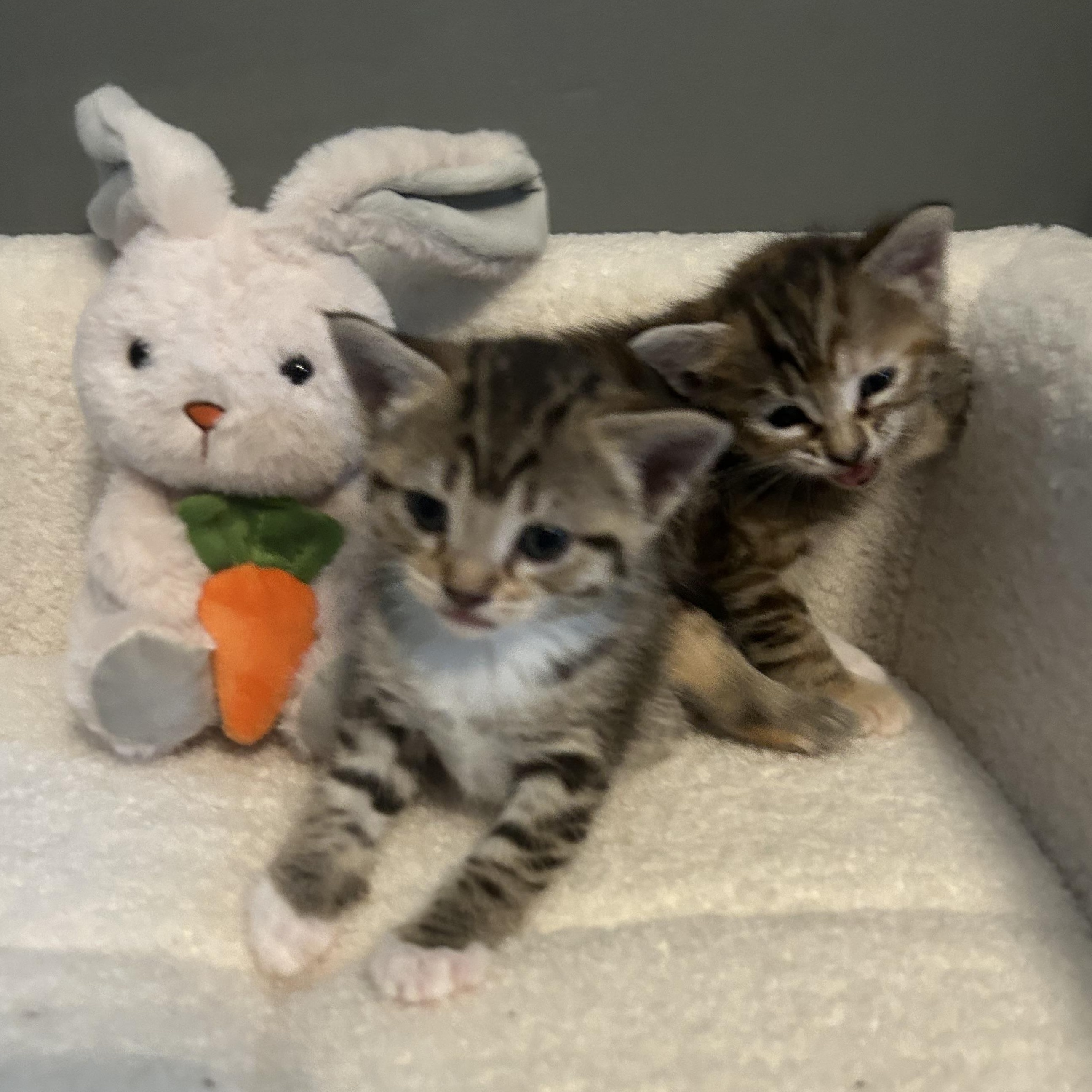 Enlarge Fern, a ADOPTABLE American Shorthair in Lilburn, GA image 3/6