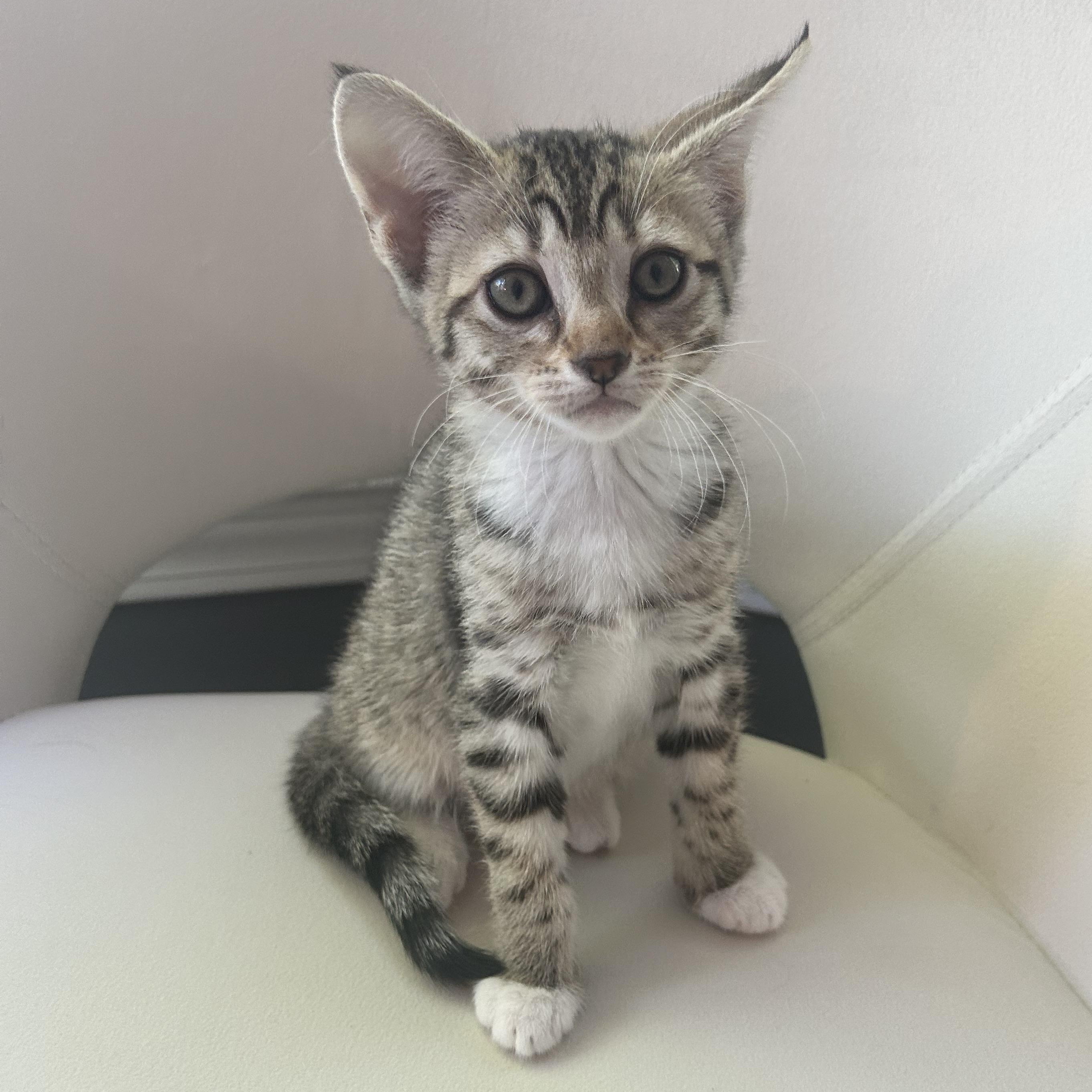 Enlarge Fern, a ADOPTABLE American Shorthair in Lilburn, GA image 4/6