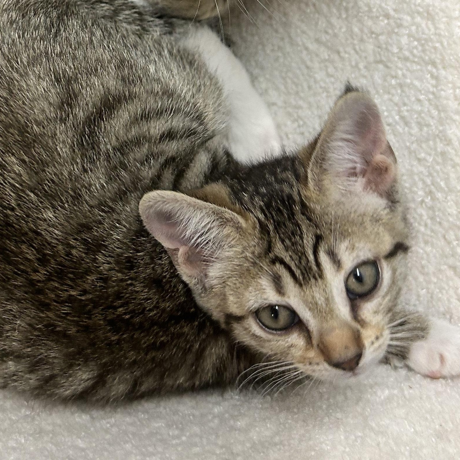 Enlarge Fern, a ADOPTABLE American Shorthair in Lilburn, GA image 5/6