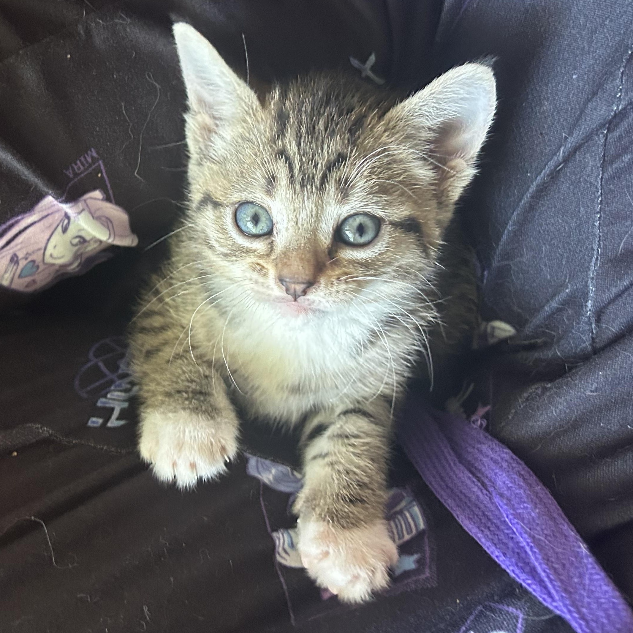 Enlarge Fern, a ADOPTABLE American Shorthair in Lilburn, GA image 2/6