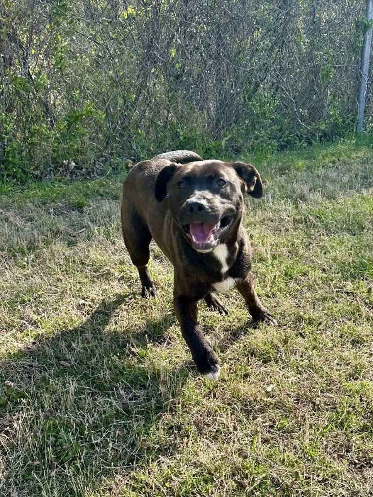 DQ 63 Burner, Adoptable, Adult Male Pit Bull Terrier & Labrador Retriever.
