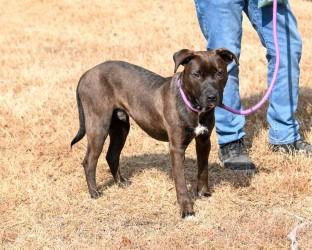 DQ 63 Burner, Adoptable, Adult Male Pit Bull Terrier & Labrador Retriever.