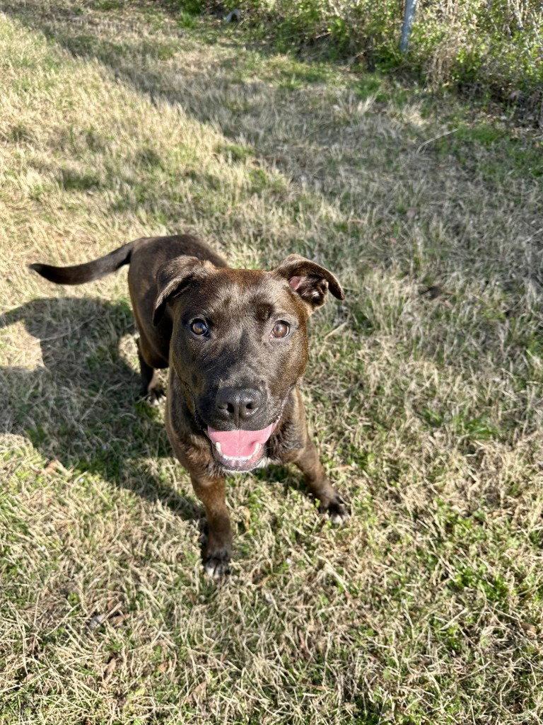 Enlarge DQ 63 Burner, a Adoptable mixed breed in Glen Allen, VA image 2/3