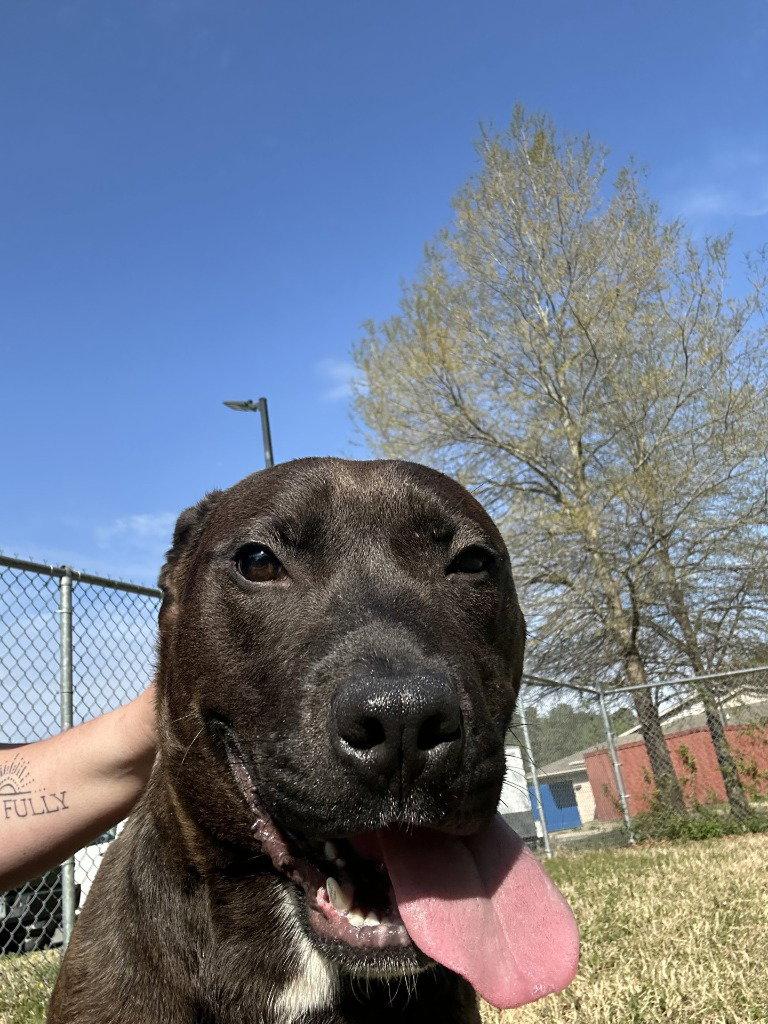 Enlarge DQ 63 Burner, a Adoptable mixed breed in Glen Allen, VA image 3/3