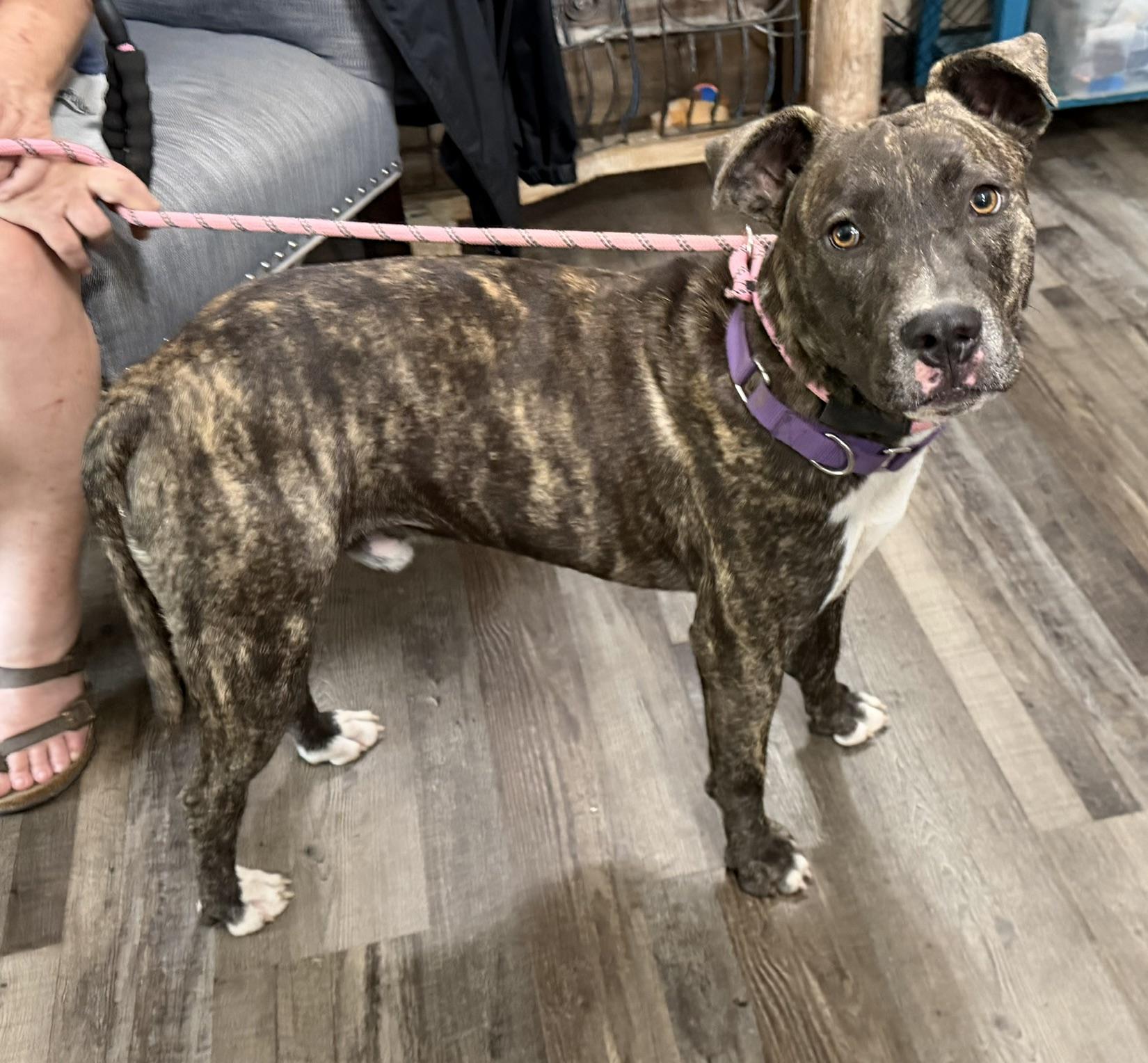 Enlarge Enzo, a Adoptable mixed breed in Woburn, MA image 2/5
