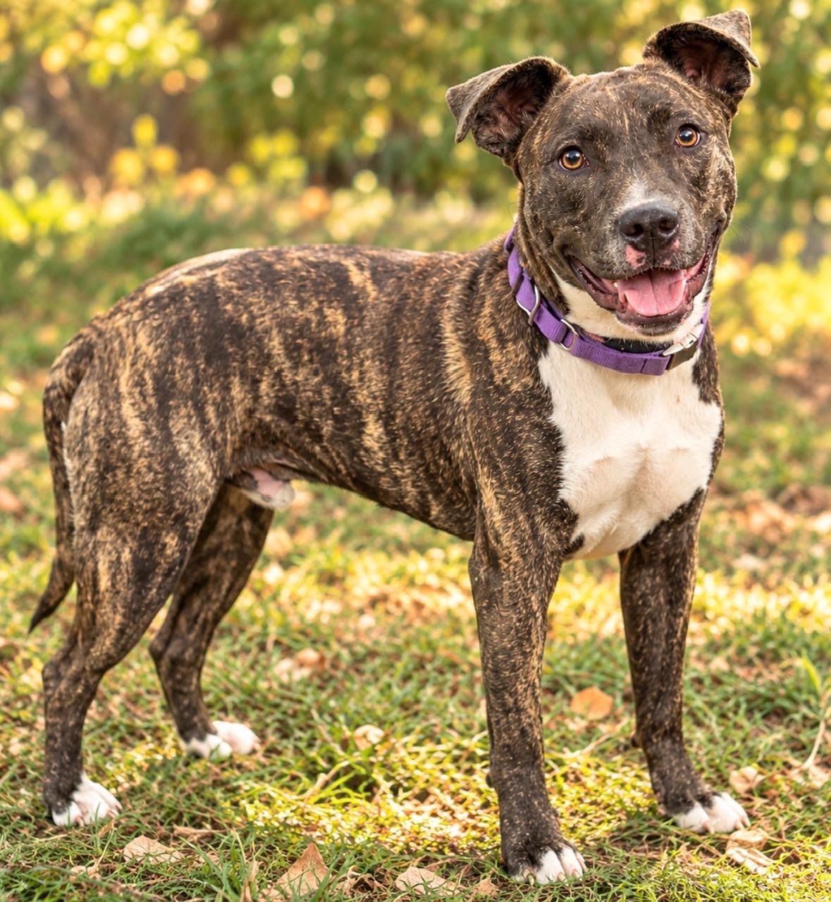 Enlarge Enzo, a Adoptable mixed breed in Woburn, MA image 5/5