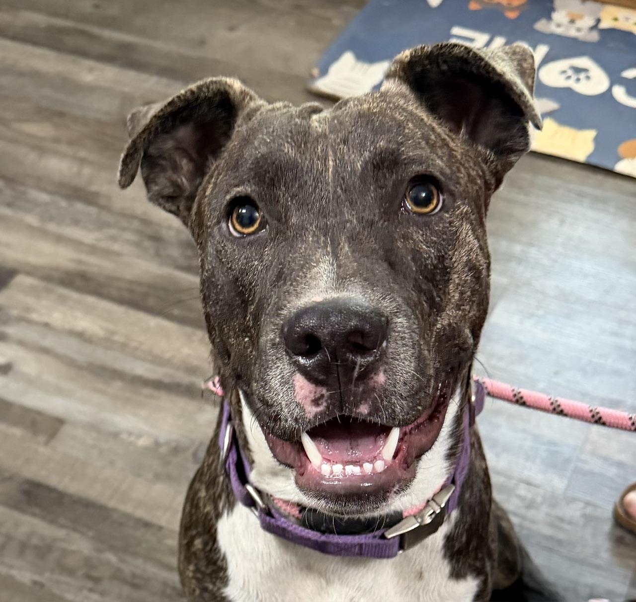 Enlarge Enzo, a Adoptable mixed breed in Woburn, MA image 1/5