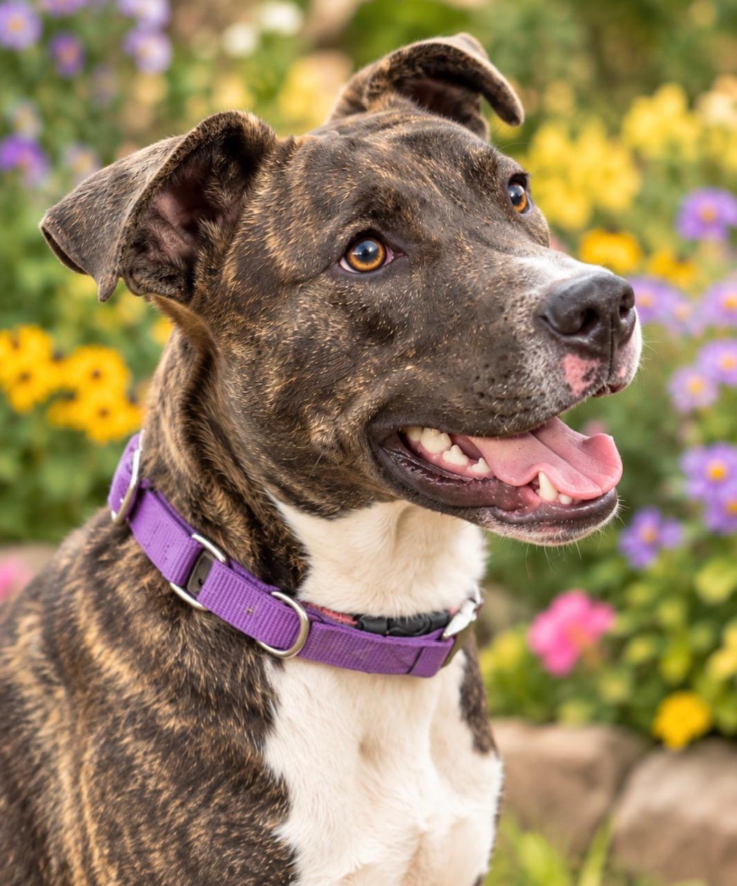 Enlarge Enzo, a Adoptable mixed breed in Woburn, MA image 3/5