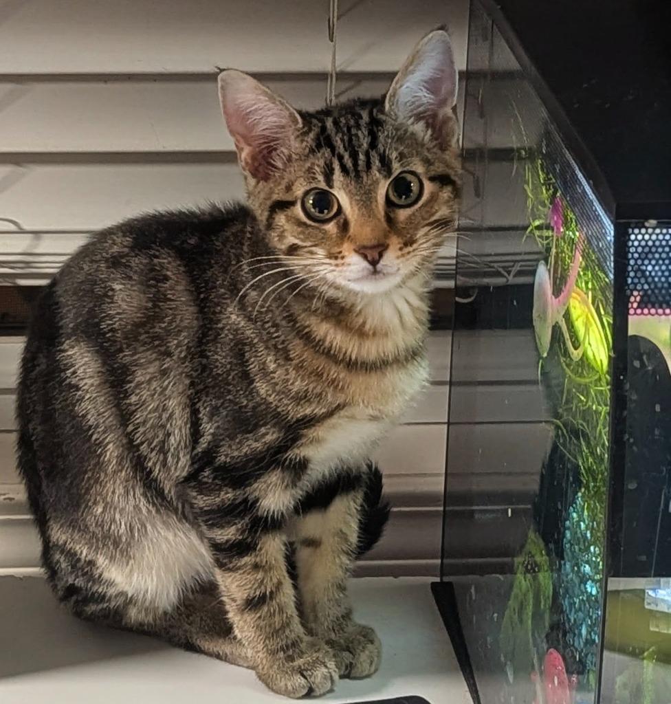 Enlarge Sriracha, a Adoptable mixed breed in Olathe, KS image 3/3