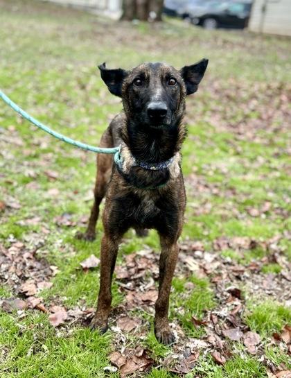 Enlarge Beta, a Adoptable mixed breed in Morton Grove, IL image 1/3