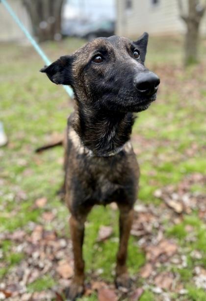 Enlarge Beta, a Adoptable mixed breed in Morton Grove, IL image 2/3