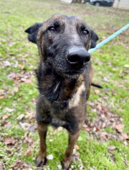 Enlarge Beta, a Adoptable mixed breed in Morton Grove, IL image 3/3