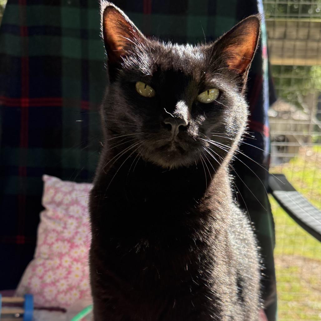 Abigail, a Adoptable mixed breed in Fort Bragg, CA image 1/3