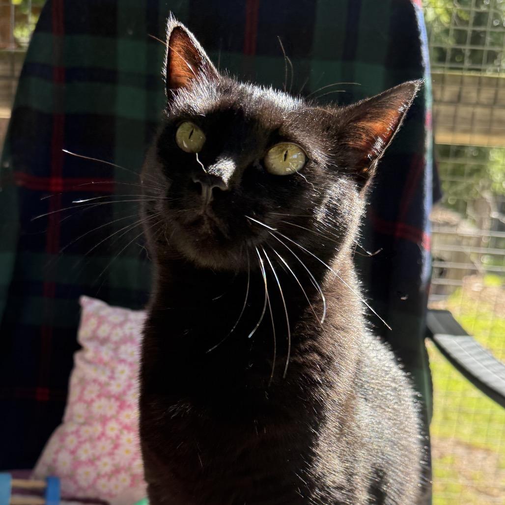 Abigail, a Adoptable mixed breed in Fort Bragg, CA image 2/3