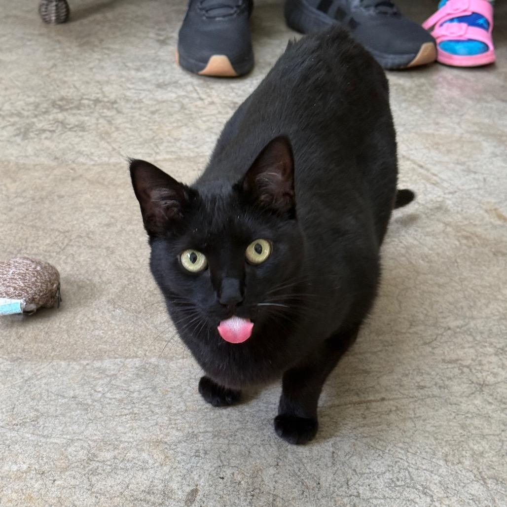 Abigail, a Adoptable mixed breed in Fort Bragg, CA image 3/3