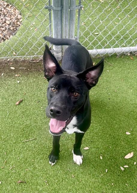 DIO, Adoptable, Young Male Labrador Retriever & Mixed Breed.