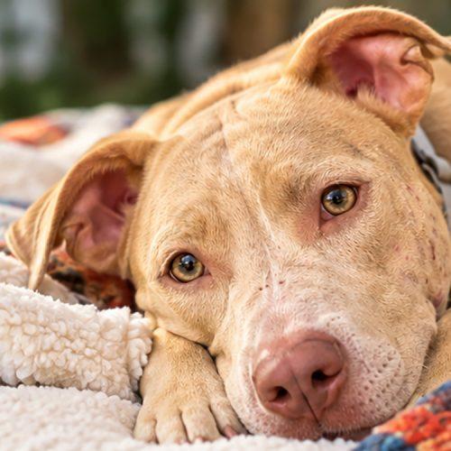 Enlarge Bella, a Adoptable American Staffordshire Terrier in Minneapolis, MN image 1/5