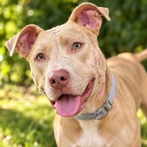 Enlarge Bella, a Adoptable American Staffordshire Terrier in Minneapolis, MN image 2/5