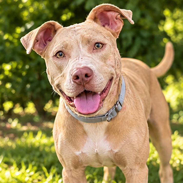 Enlarge Bella, a Adoptable American Staffordshire Terrier in Minneapolis, MN image 3/5
