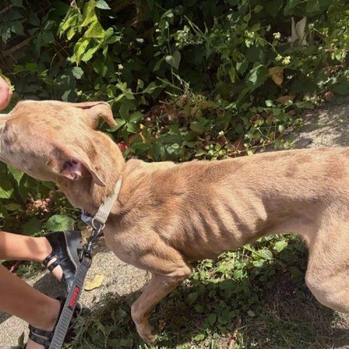 Enlarge Bella, a Adoptable American Staffordshire Terrier in Minneapolis, MN image 4/5