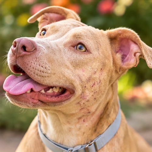 Enlarge Bella, a Adoptable American Staffordshire Terrier in Minneapolis, MN image 5/5