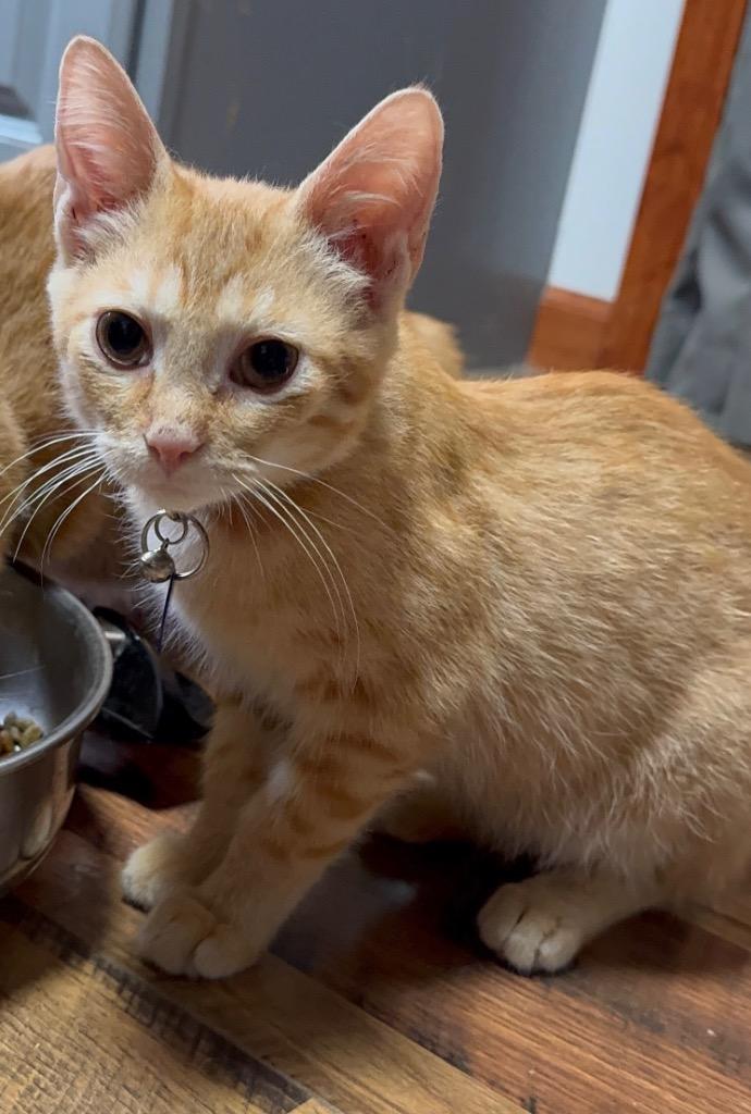 Roadie, Adoptable, Young Male Domestic Short Hair.