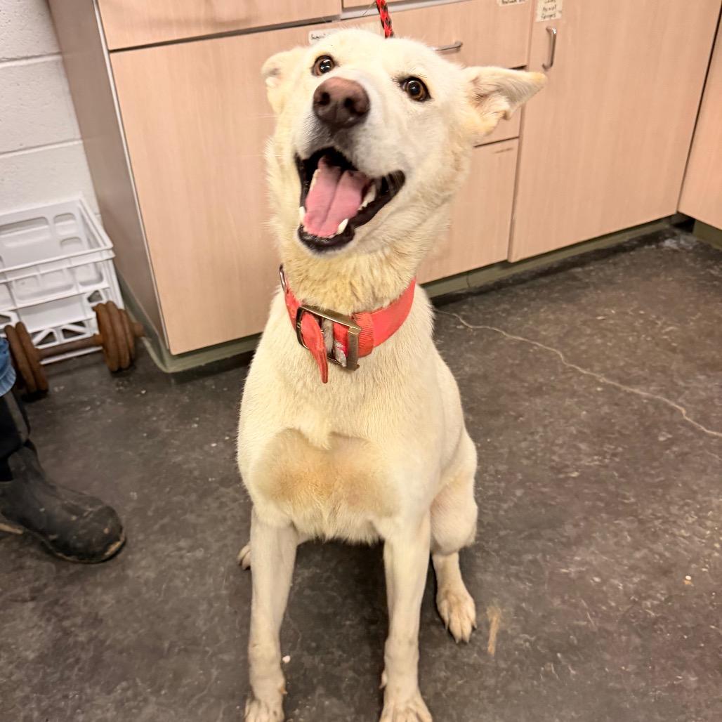 Enlarge Astrid, a Adoptable Shepherd in Evensville, TN image 1/6